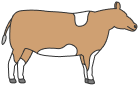 beef